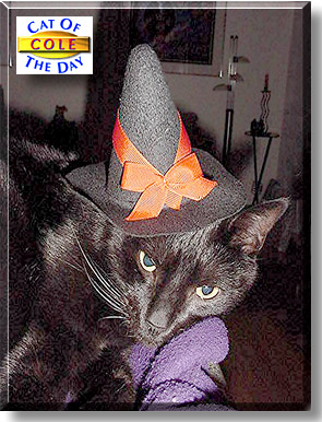 Cole, the Cat of the Day
