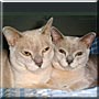 Sylvester, Coco
