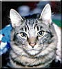 Tigger