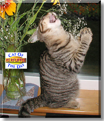 Kerfuffle, the Cat of the Day