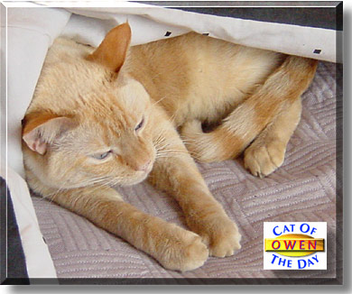 Owen, the Cat of the Day