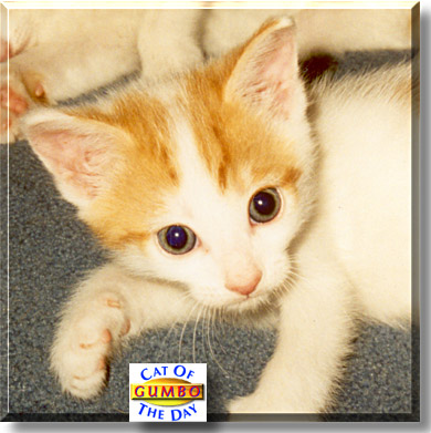 Gumbo, the Cat of the Day