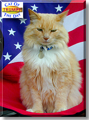 Trumpy Oscar Simba Fluffy Hogan, the Cat of the Day