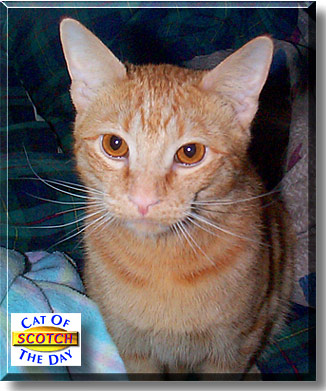 Scotch, the Cat of the Day