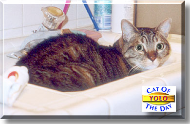 Yolo, the Cat of the Day