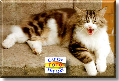 Toto, the Cat of the Day