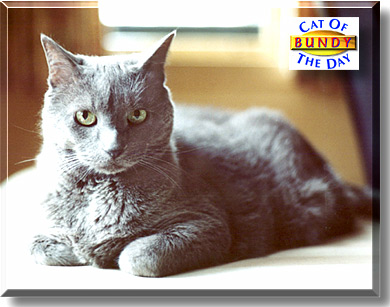 Bundy, the Cat of the Day