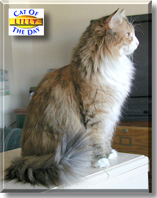 Lilly, the Cat of the Day