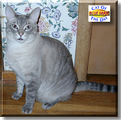 Blue Max, the Cat of the Day