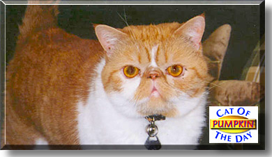 Pumpkin, the Cat of the Day