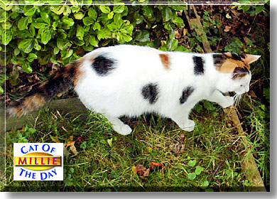 Millie, the Cat of the Day