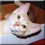 Bastet