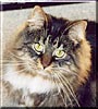 Mistie