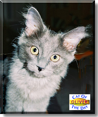 Oliver, the Cat of the Day