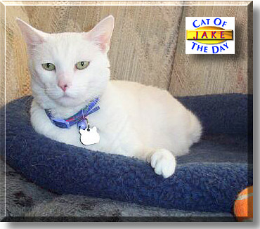 Jake, the Cat of the Day