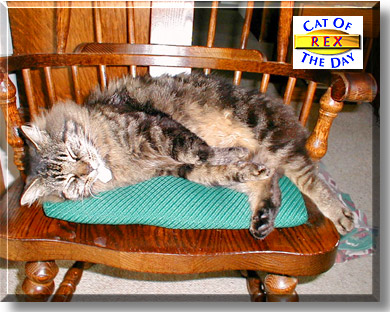 Rex, the Cat of the Day
