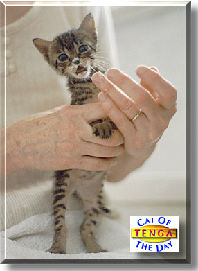 Tenga, the Cat of the Day