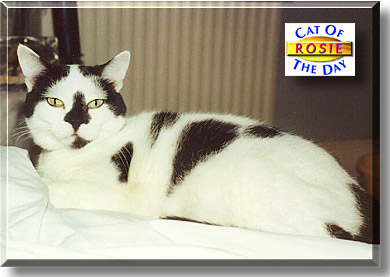 Rosie, the Cat of the Day