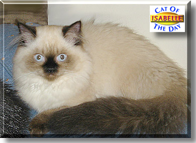 Isabelle, the Cat of the Day