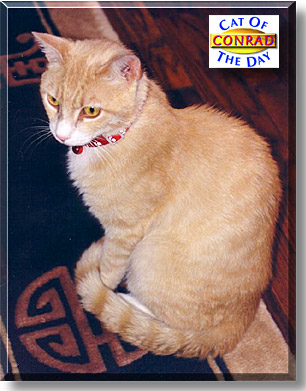 Conrad, the Cat of the Day