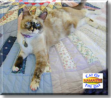 Namaste, the Cat of the Day