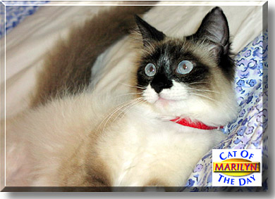 Marilyn, the Cat of the Day