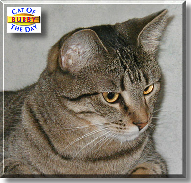 Bubby, the Cat of the Day