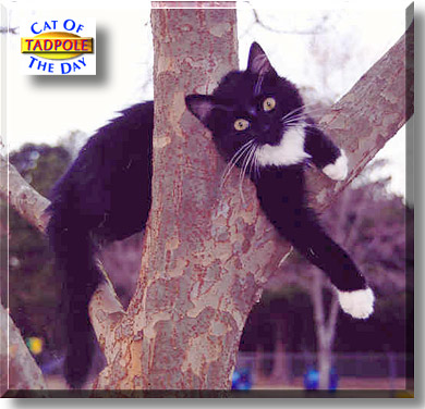 Tadpole, the Cat of the Day