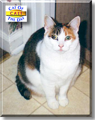 Cali, the Cat of the Day