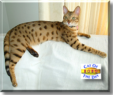 Bobo Diolasso, the Cat of the Day