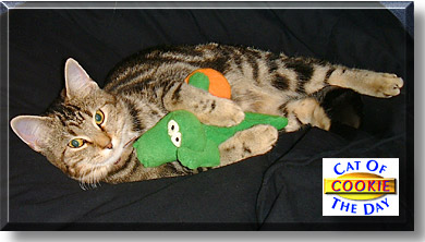 Cookie, the Cat of the Day