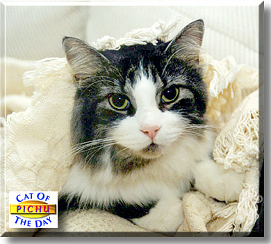 Pichu, the Cat of the Day