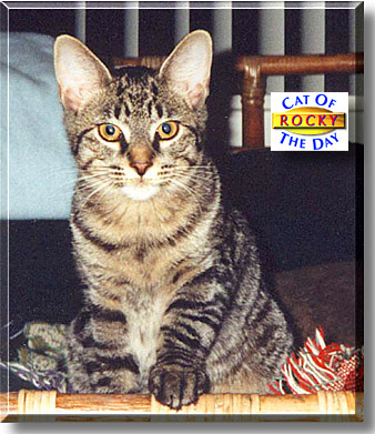 Rocky, the Cat of the Day