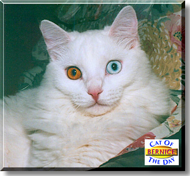 Bernice, the Cat of the Day