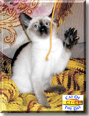 Ci-Ci, the Cat of the Day