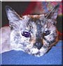 Isis