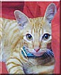 Belang