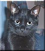 Catman