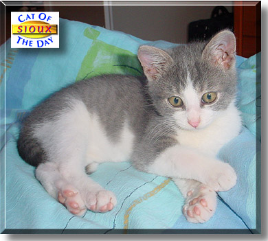 Sioux, the Cat of the Day