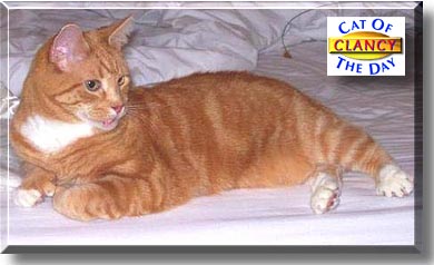 Clancy, the Cat of the Day