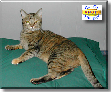 Angel, the Cat of the Day