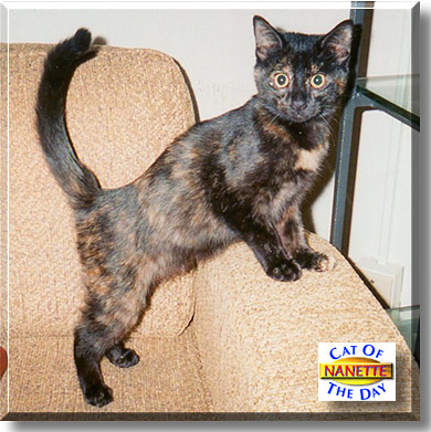 Nanette, the Cat of the Day