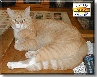 Max, the Cat of the Day
