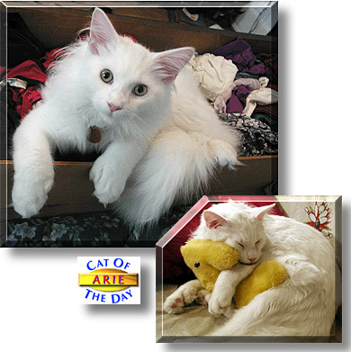 Arie, the Cat of the Day