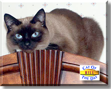 Bill, the Cat of the Day