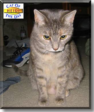 Heidi, the Cat of the Day