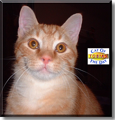 Tobias, the Cat of the Day