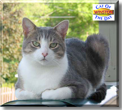 Winston, the Cat of the Day
