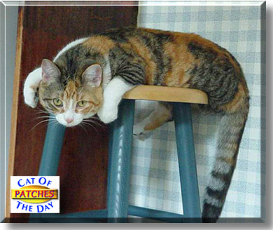 Patches, the Cat of the Day