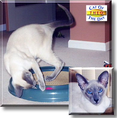 Theo, the Cat of the Day